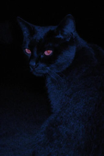 Ethereal Obsidian Noir style reference image — deep indigo and monochrome