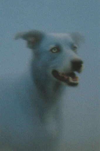 Atmospheric Liminal Melancholia style reference image — soft diffused lighting