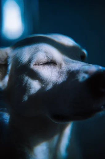 Nocturnal Cyan Surrealism style reference image — shallow depth of field
