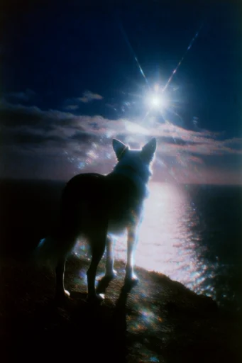 Nocturnal Prismatic Cinematic style reference image — ethereal glowing bloom