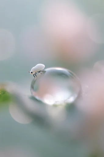 Ethereal Macro Dreamscape style reference image — soft diffused lighting