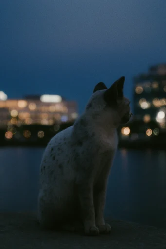 Cinematic Twilight Nostalgia style reference image — atmospheric low-light