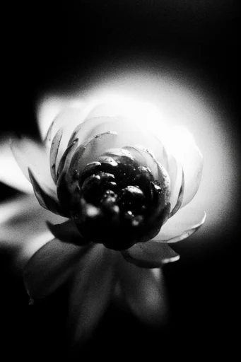 Luminous Noir Abstraction style reference image — minimalist noir composition