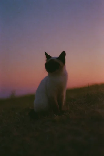 Nostalgic Twilight Haze style reference image — muted vintage tones