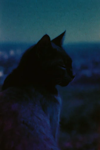 Nocturnal Cinematic Solitude style reference image — low-light photography