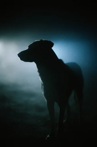 Cinematic Nocturnal Noir style reference image — low-key moody lighting