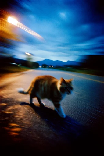 Cinematic Nocturnal Blur style reference image — intentional camera movement