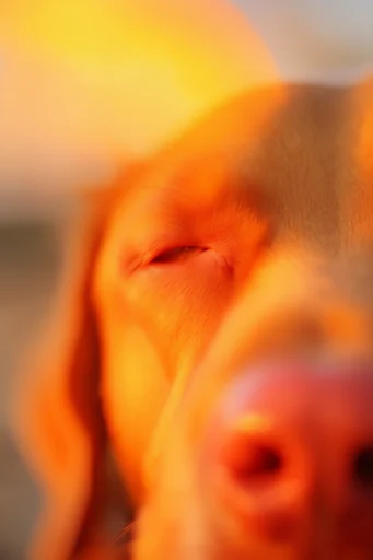 Luminous Thermal Dreamscape style reference image — shallow depth of field
