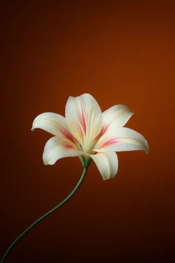 Vibrant Minimalist Botanical style reference image — vibrant color gradients