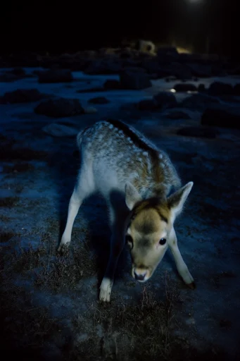 Cinematic Nocturnal Melancholia style AI image example 3