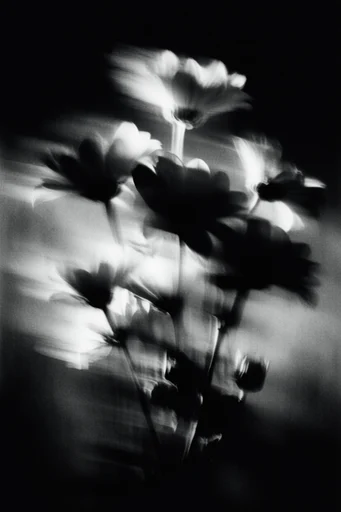 Haunting Kinetic Monochrome style reference image — intentional camera movement