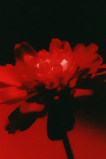 Crimson Noir Cinema style reference image — motion blur