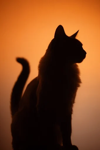 Amber Chiaroscuro Minimalism style reference image — cinematic rim lighting