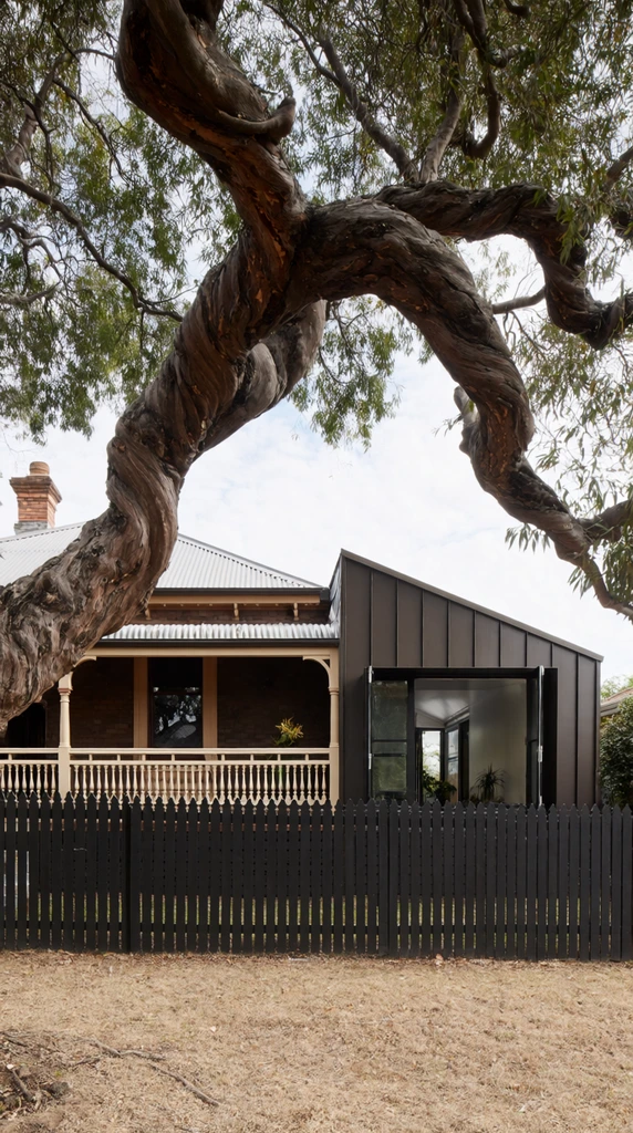 massive twisting tree framing a residential home, traditional timber veranda contrasting with an angled dark metal extension, black picket fence, dry grass, overcast daylight