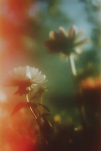 Cinematic Analog Dreamscape style reference image — dreamy silhouette