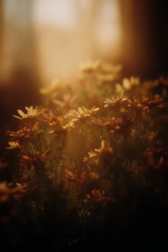 Dusty Sepia Dreamscape style reference image — dreamy impressionism