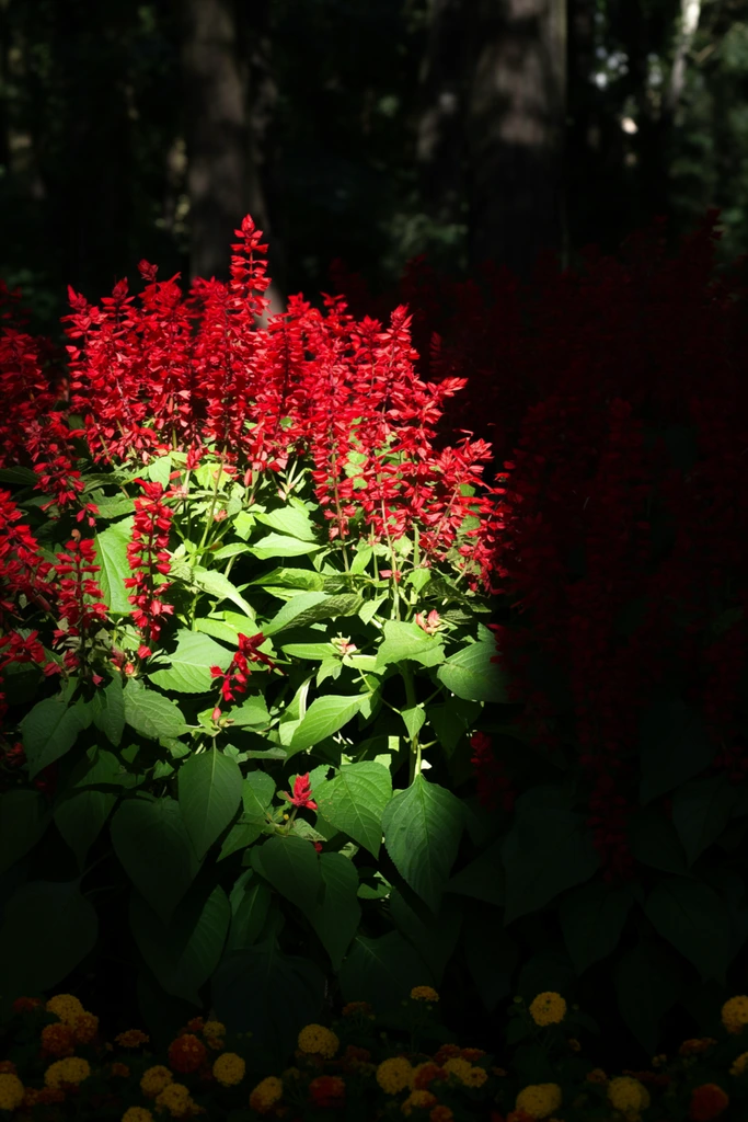 A dense cluster of tall, scarlet spiked flowers rises above broad, vibrant green leaves. A sharp diagonal shaft of bright sunlight strikes the left and center of the foliage, leaving the right side and lower edges cloaked in deep, stark shadow. Small round yellow and orange blossoms border the very bottom edge of the frame. The background is formed by dark, heavily blurred tree trunks and deep forest shadows. The intense high-contrast lighting bisects the floral arrangement, sharply highlighting the textured stalks and vivid crimson petals against the surrounding darkness.