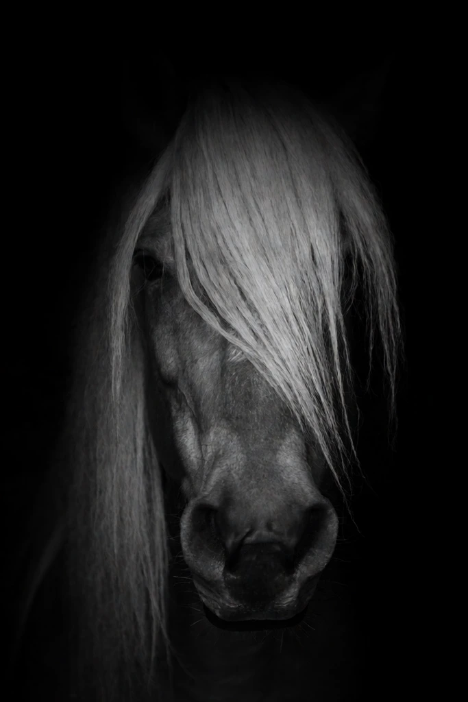 A low-key monochrome close-up portrait of a horse emerging from pitch-black shadows. A long, flowing forelock drapes heavily over its face, partially obscuring its eyes. Dramatic chiaroscuro lighting highlights the silken strands of the mane and the textured details of its prominent dark muzzle.
