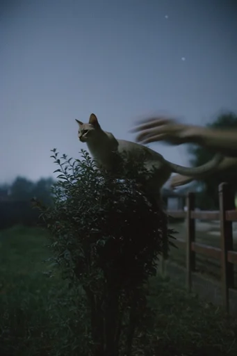 Cinematic Surreal Solitude style reference image — cinematic film grain