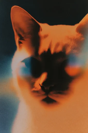 Analog Spectral Surrealism style reference image — surreal light leaks