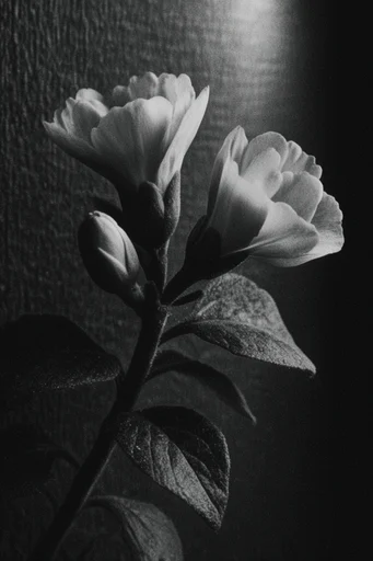 Tactile Noir Minimalism style reference image — cinematic noir