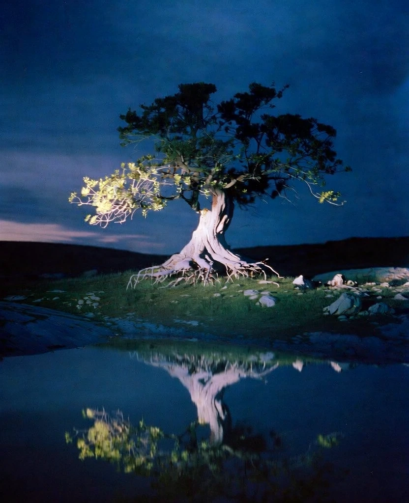 cinematic wide shot of an ancient tree with a twisted trunk and gnarled roots on rocky terrain at twilight, deep navy blue sky, stark dramatic side spotlighting creating high contrast and bright white highlights against deep shadows, ethereal and moody atmosphere, perfect mirrored reflection in still dark water in the foreground, 35mm film photography style with visible grain, saturated blues, surrealist aesthetic, dark green and grey tones.