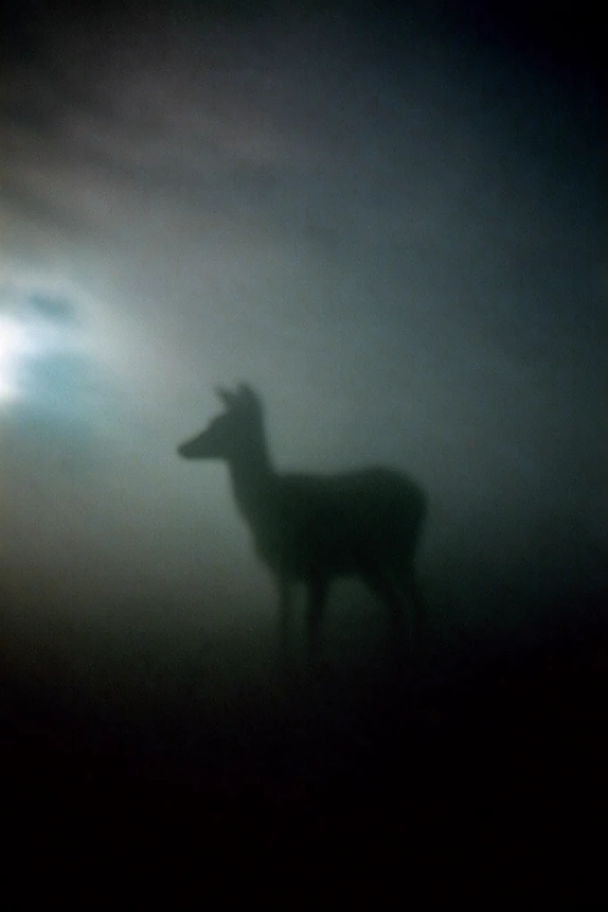 Cinematic Liminal Fog style AI image example 3