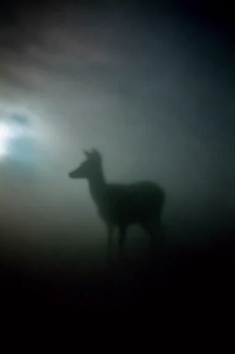 Cinematic Liminal Fog style AI image example 3