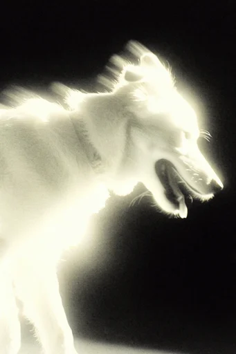 Spectral Monochrome Halation style reference image — chiaroscuro