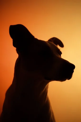 Luminous Amber Silhouette style reference image — warm cinematic glow