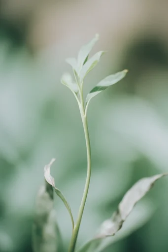 Ethereal Botanical Impressionism style reference image — diffused atmospheric lighting