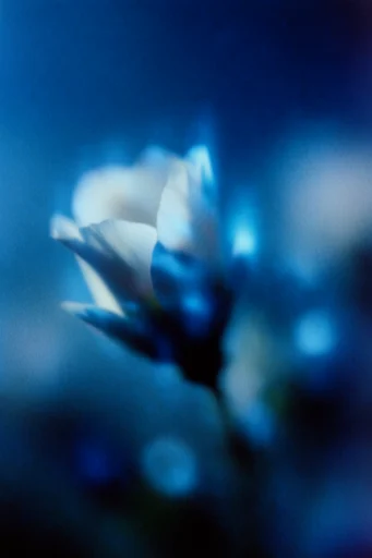 Ethereal Nocturnal Cyan style reference image — grainy film photography