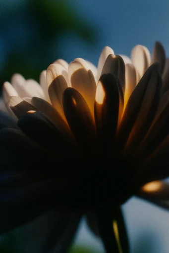 Cinematic Amber Twilight style reference image — retro 35mm aesthetic