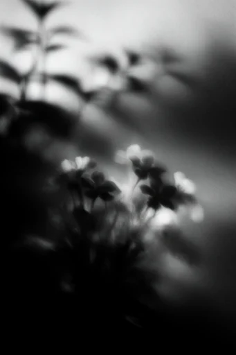 Ethereal Noir Motion style reference image — dreamlike ethereal atmosphere