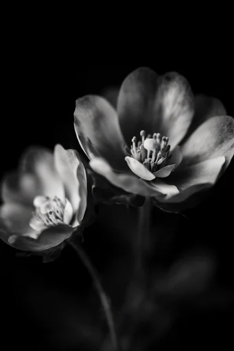 Monochrome Chiaroscuro Minimalism style reference image — minimalist sculptural composition
