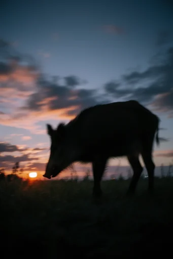 Cinematic Twilight Melancholy style reference image — minimalist composition