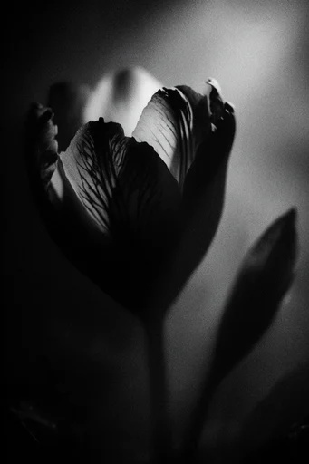 Cinematic Monochrome Noir style reference image — lo-fi analog texture