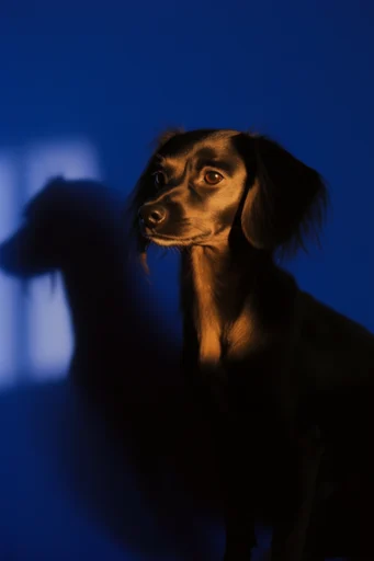 Cinematic Neo-Noir Chiaroscuro style reference image — dual-chromatic palette
