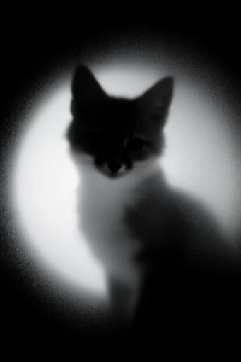 Ethereal Nocturnal Minimalism style reference image — diffused backlit silhouette