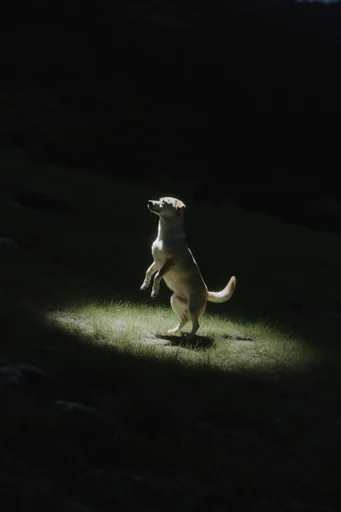 Cinematic Chiaroscuro Solitude style reference image — chiaroscuro lighting