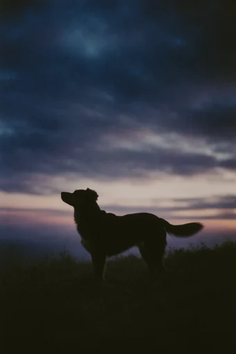 Cinematic Twilight Melancholy style reference image — nostalgic low-key lighting