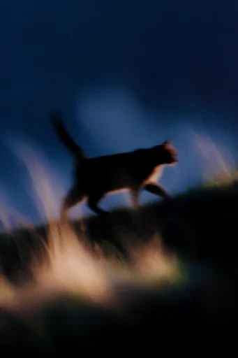 Luminous Nocturnal Chiaroscuro style reference image — minimalist nocturnal landscape