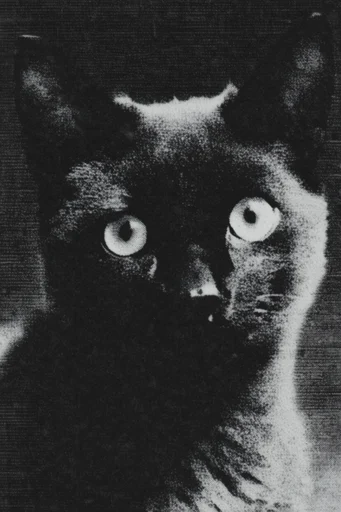 Gritty Halftone Collage style reference image — high contrast