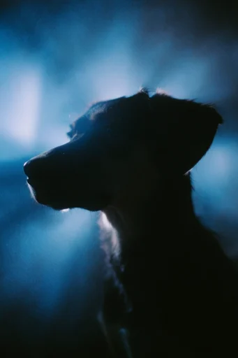 Cinematic Cyan Noir style reference image — soft-focus diffusion