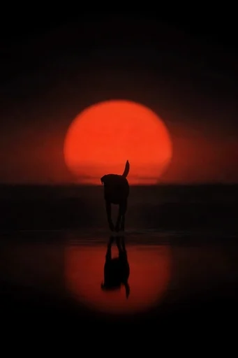 Crimson Solar Noir style reference image — symmetrical reflection