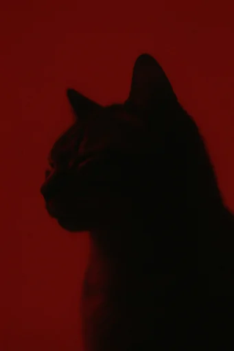 Crimson Noir Cinema style reference image — motion blur