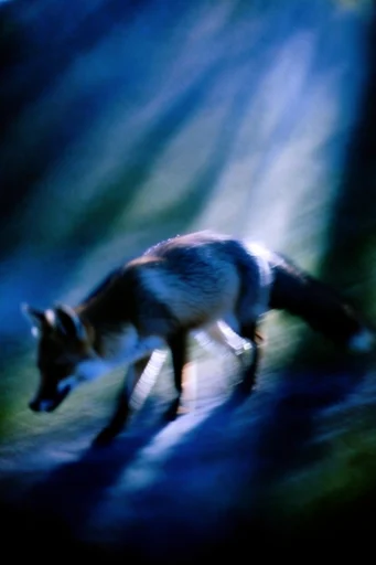 Ethereal Nocturnal Noir style reference image — motion blur