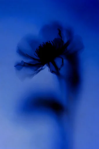 Ethereal Cobalt Nocturne style reference image — dreamlike nocturnal atmosphere