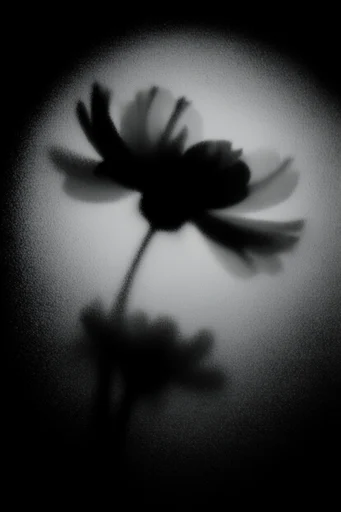 Ethereal Nocturnal Minimalism style reference image — soft-focus halo