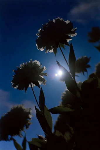 Cinematic Nocturnal Twilight style reference image — retro-surrealist